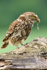 The little owl (Athene noctua) with prey, frog in its beak. An owl with prey on a dry branch.