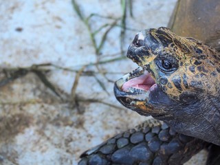 Close-up of a turtle's head with open mouth longing for food or yelling at the intruder.