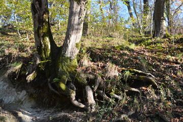 forest trees roots leaves green