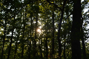 Fototapeta premium forest trees roots leaves green