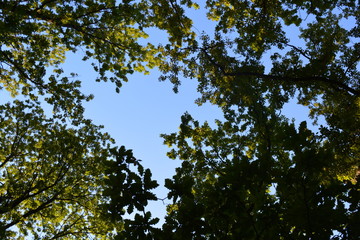 Obraz premium forest trees roots leaves green