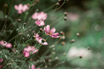 Delicate pink daisies on a beautiful green background. Close-up with bokeh. Flowers on green grass background.