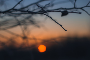 A lone branch on the bright orange backdrop of the setting sun. Branch without leaves close-up. Beautiful winter sunset bokeh.