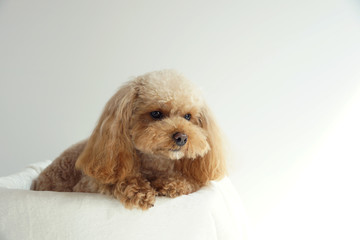何かを考えるトイプードル