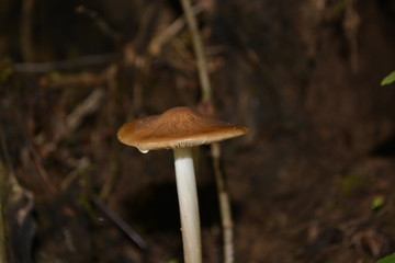 mushroom after the rain macro