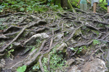 forest trees roots leaves green