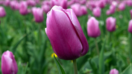 Purple tulip close-up in tulip field green background