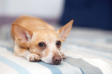 Chihuahua lying on the couch. Pet rests. Red dog on the sofa. A horizontal photo of an indoor shot from a light interior with a small sofa. The dog in the apartment is waiting for the owner to go home