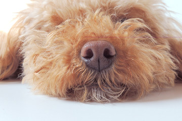 トイプードルの鼻のアップ