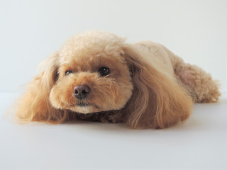 顔をあげるトイプードル