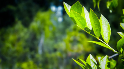 Close up of green leaves.