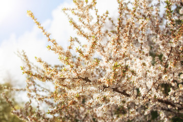 Blossoming almond