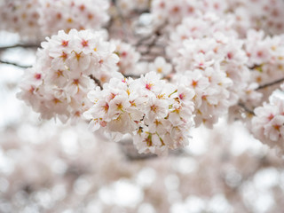 Beautiful sakura blossoms in spring