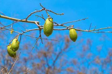 Baobab fruits on the branches