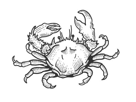 Crab sea animal sketch engraving vector illustration. Scratch board style imitation. Black and white hand drawn image.