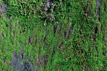 beautiful background of old oak covered with green moss