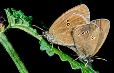 Two brown little butterflies sit on a green leaf, engaged in the most important thing in life-reproduction.