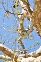 ぐるぐるの木と葉っぱ