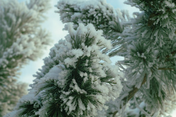 Pine branch close up. Winter in coniferous forest