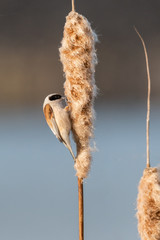 Beautiful nature scene with Eurasian Penduline Tit (Remiz pendulinus). Wildlife shot of  Eurasian Penduline Tit (Remiz pendulinus) on the grass.