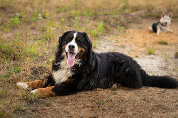 Bernese mountain dog in the summer meadow
