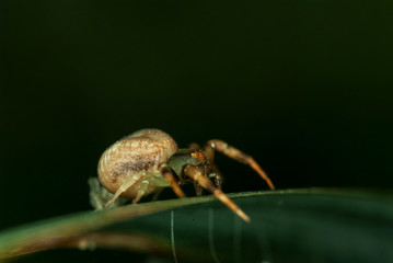 Thomisidae indet. spider on leaf.