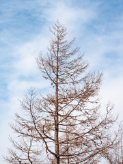 Fototapeta na wymiar The pine in Japan