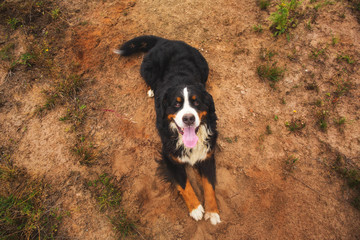 Bernese mountain dog in the summer meadow