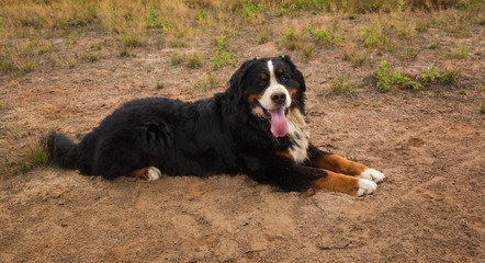 Bernese mountain dog in the summer meadow