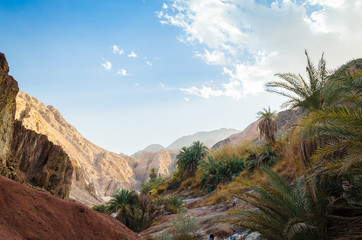Fototapeta na wymiar mountain landscape with palm trees and plants in the desert of Egypt Dahab