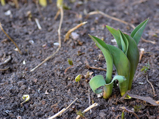 Spring young tulip leaves and sprouts of other plants in the ground
