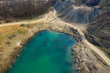 Heard of sheep at the lake