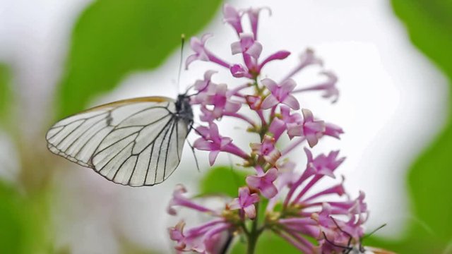Aporia crataegi, Black Veined White butterfly in wild. White butterflies on lilac flower. 