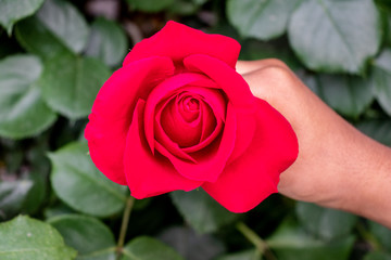 Red Rose hold by woman in hand
