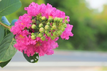 bouquet of flowers