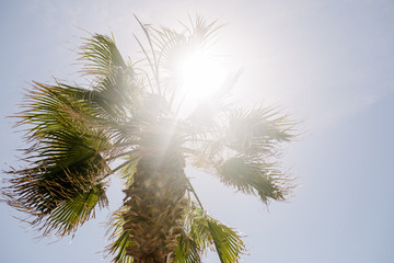 Washingtonia Palm Tree with Sun coming through, with blue sky