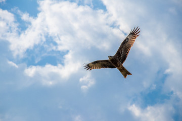 Eagle flying across the blue sky