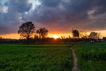 Fototapeta premium Beautiful golden sunset