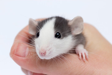 cute little rat in hand