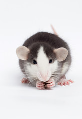 little rat on a white background