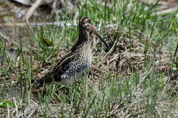 Bécassine des marais,.Gallinago gallinago, Common Snipe