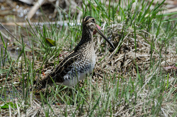 Bécassine des marais,.Gallinago gallinago, Common Snipe