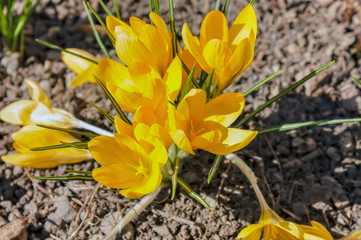 Young sprouts of yellow spring crocus flowers on a bed.