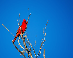 A male cardinal against a clear blue sky. 