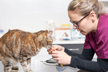Veterinary doctor feeding a cat at veterinary clinic .