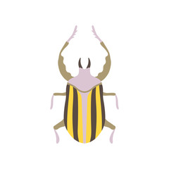 Striped Beetle Insect, Bug Top View Flat Vector Illustration