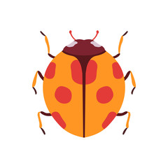 Ladybug Beetle Insect, Bug Top View Flat Vector Illustration
