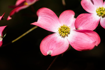 Close up macro shot of single pink flower petal from a Dogwood tree