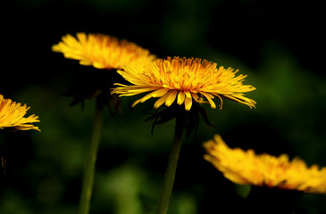 close-up of yellow dandelions in the grass