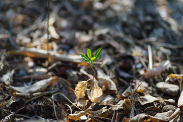 a young tree in spring and fallen leaves, a small tree newly grown in the fallen leaves of the forest.